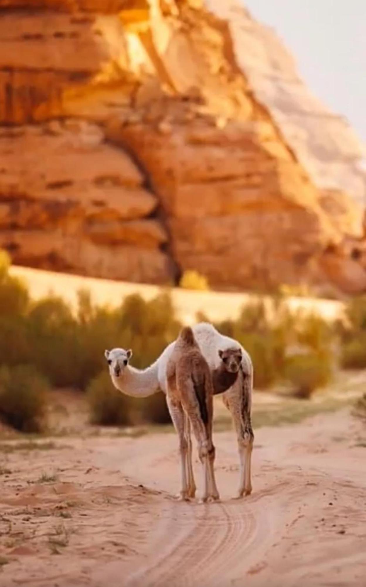 Bedouin Future Camp Otel Ram Vadisi Dış mekan fotoğraf